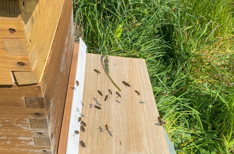  Beobachtung von Bienen nach der Installation der Pollenfalle